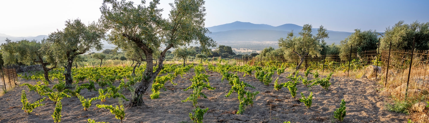 Vinache-vinos-de-la-sierra-de-gredos-Tietar